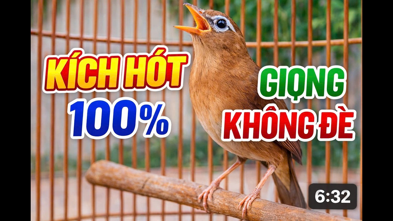 Họa Mi Rừng Hót Căng Lửa – Giọng Rừng Chuẩn, Nghe Là Nghiện