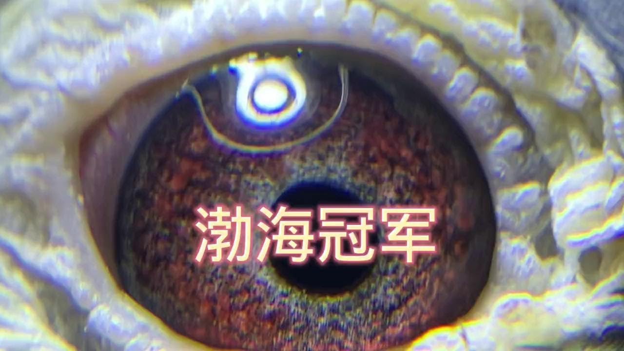 渤海冠军母鸽这个眼睛有点奇怪 #鸽子 #种鸽 #信鸽赛鸽 #赛鸽欣赏 #职业赛鸽 #赛鸽运动 #养鸽人 #赛鸽比赛 #幽幽信鸽