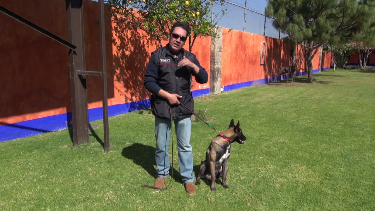 Entrenamiento para tu perro, Parte 3.