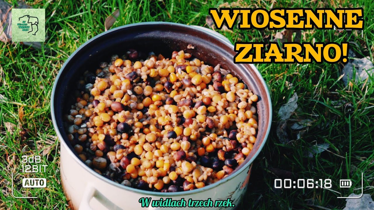 Wiosenne Ziarno. Jak nęcić grube ryby?
