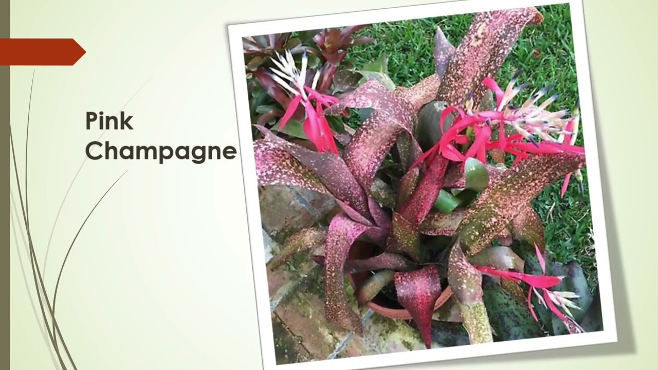 80 Gorgeous Billbergia Bromeliads Plant Varieties