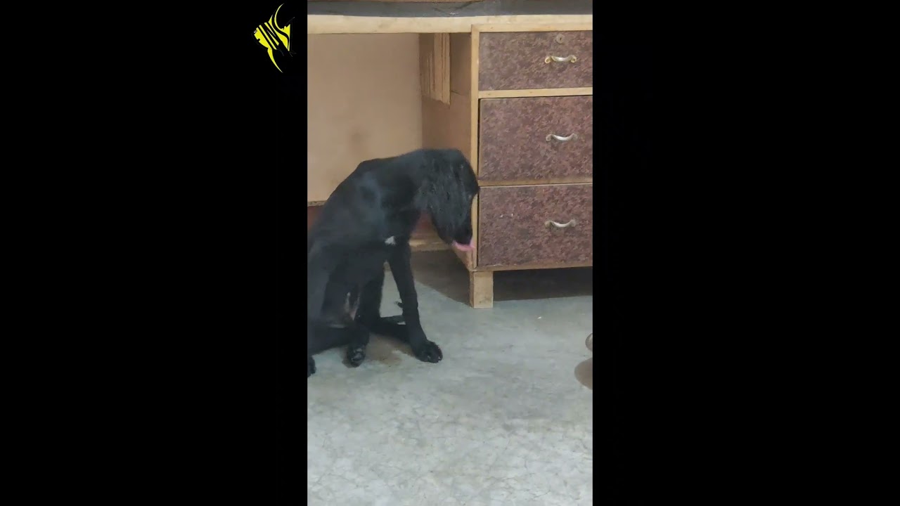 Janwal Pashmi male pup available for loving home - 8770745177. 