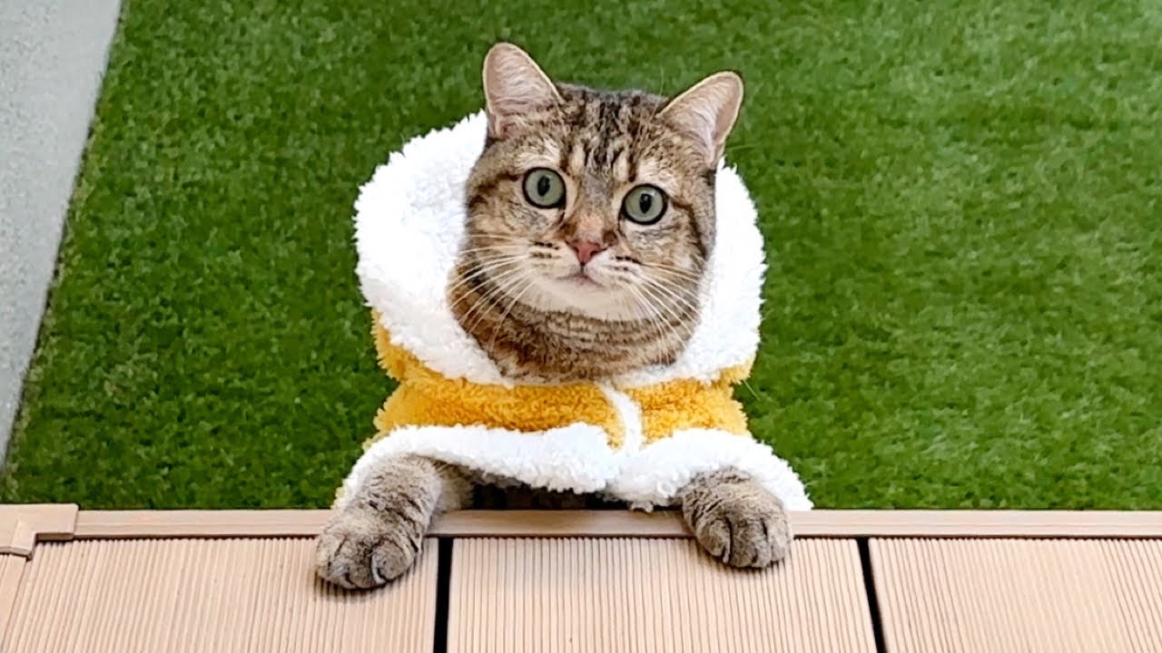 猫にモフいポンチョをプレゼントしたら…