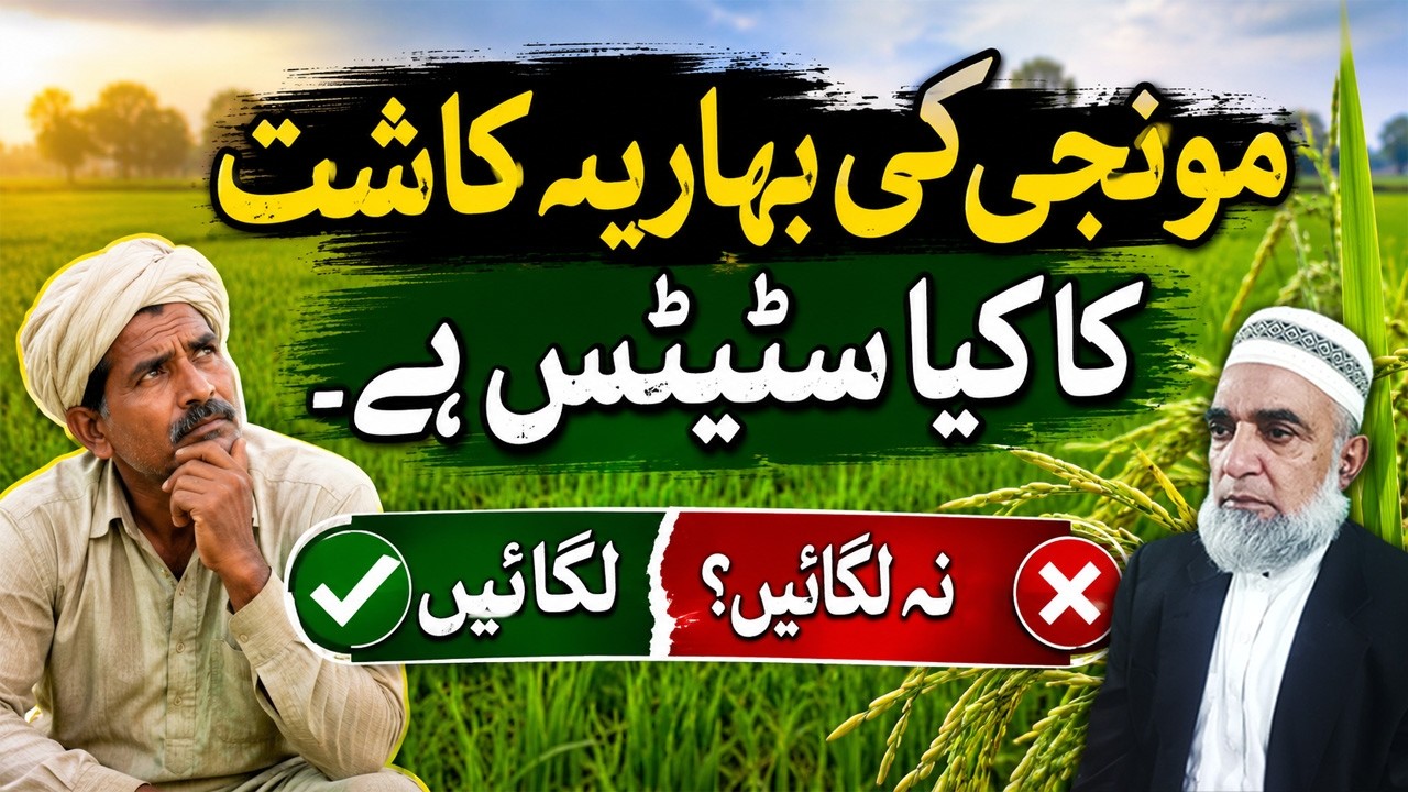 Spring Rice Crop Analysis | Benefits, Risks & Recommendations || Crop Reformer