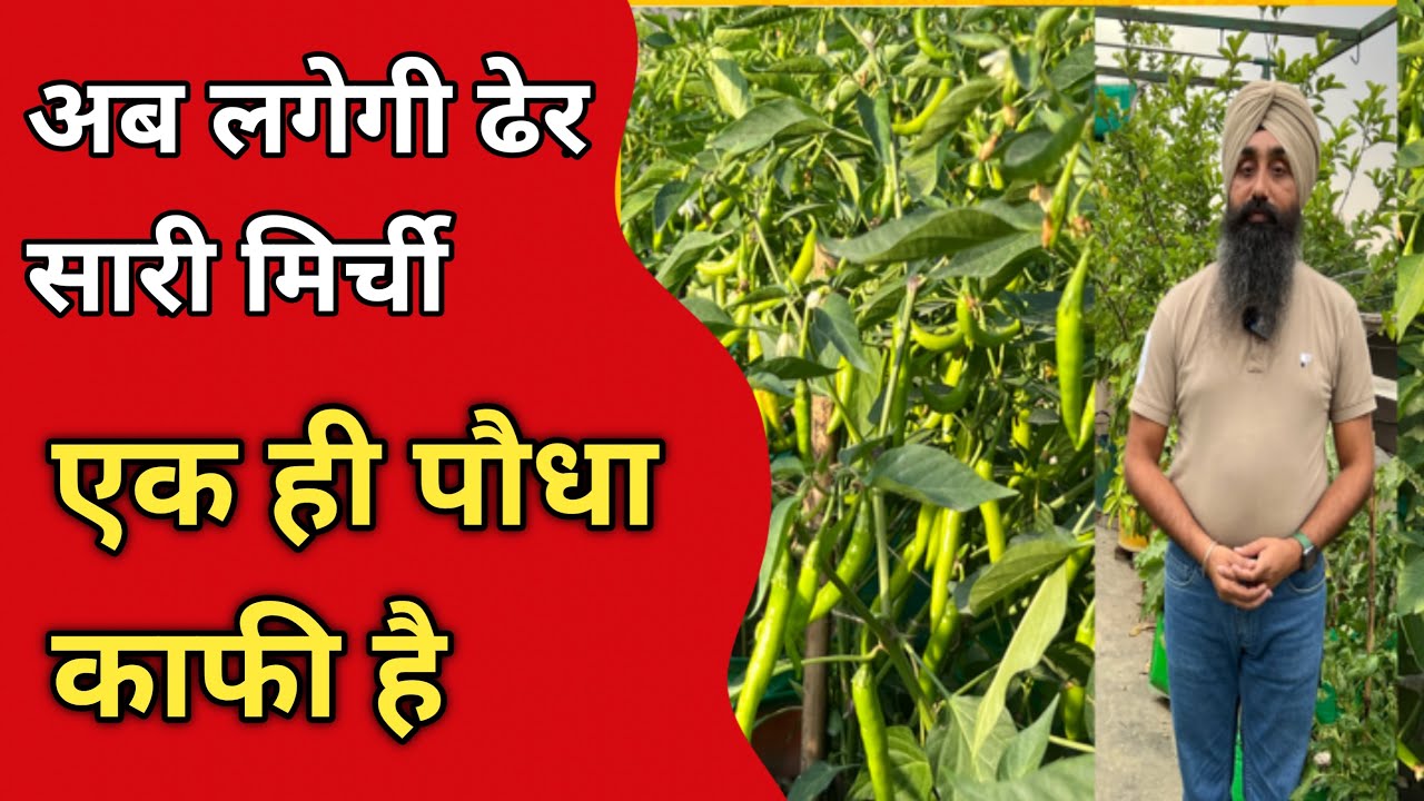 Ab Lagegi Dher Sari Mirchi | Ek hi Paudha kafi Hai ||अब लगेगी ढेर सारी मिर्ची | एक ही पौधा काफी है |