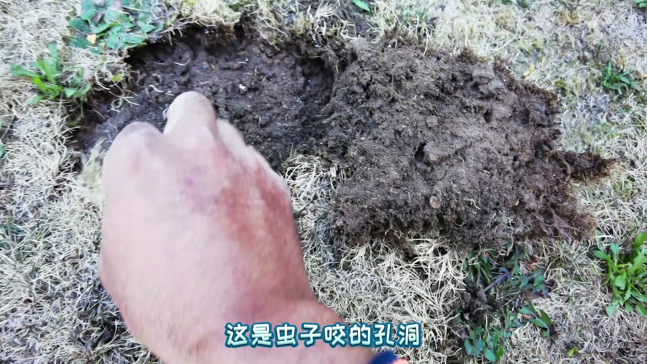 草坪脱皮，草坪剥离，蛴螬虫害的原因以及青苔注意