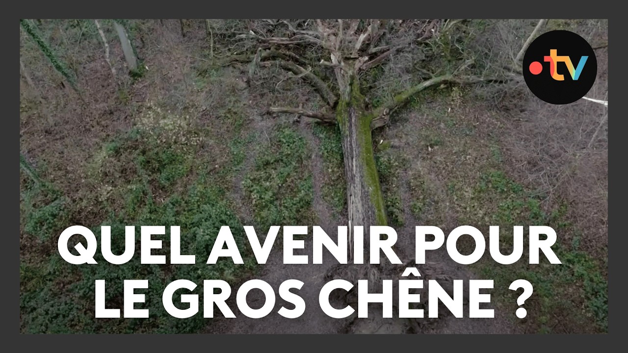 Quel avenir pour le gros chêne de Boult-aux-bois ?
