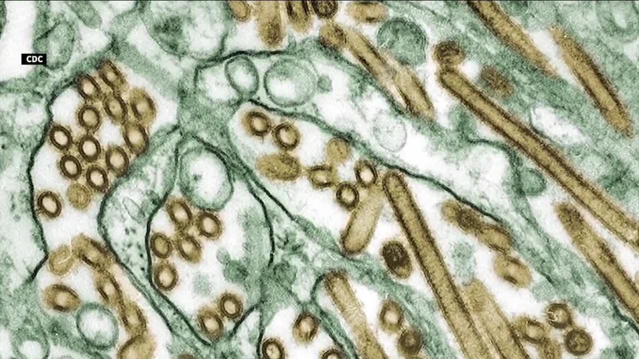 Bird flu fears flying around nation