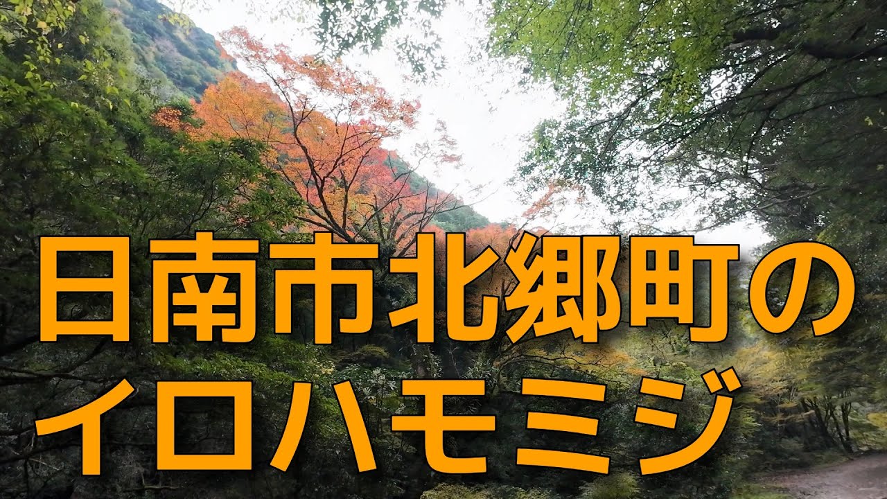 宮崎県日南市北郷町のイロハモミジ
