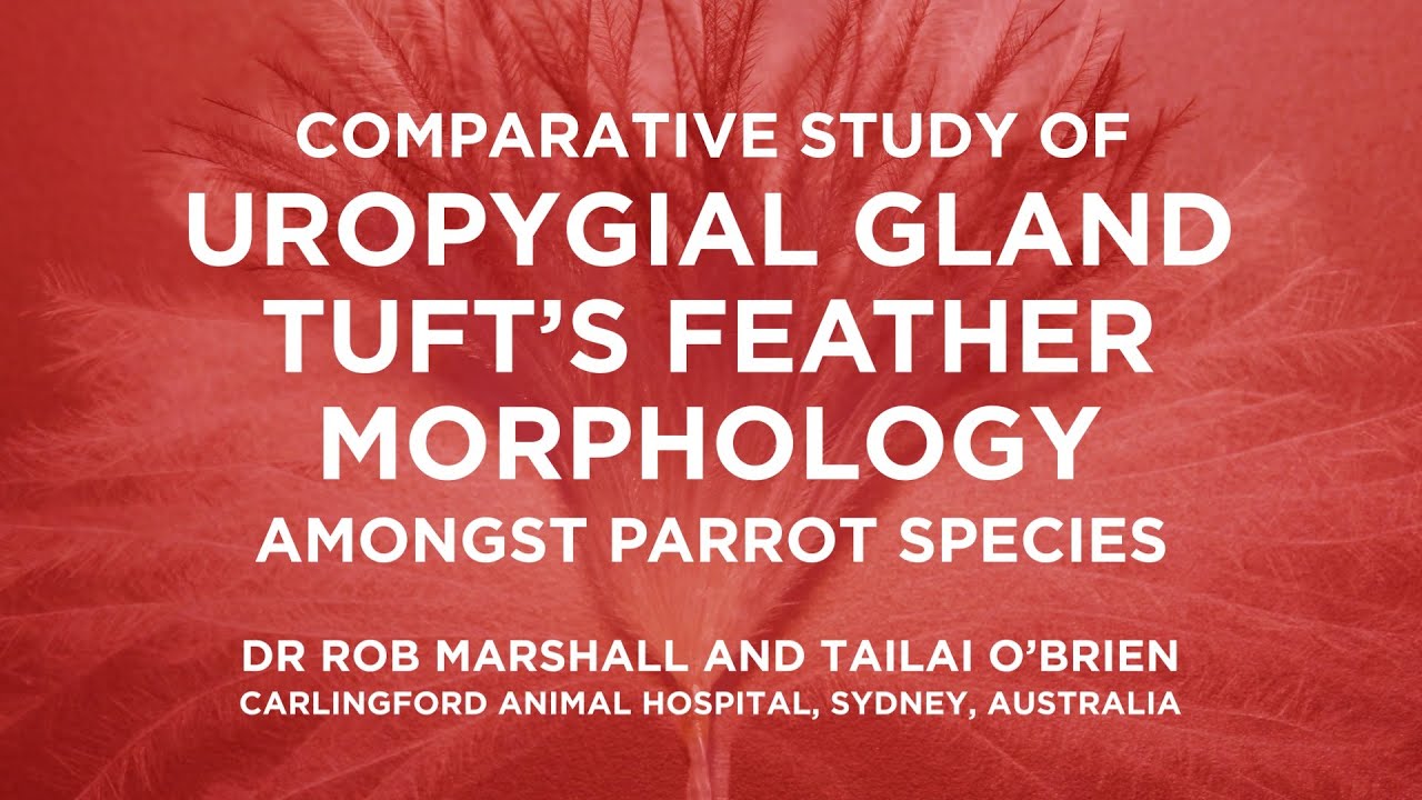 Comparative Study of Uropygial Gland Tuft's Feather Morphology Amongst Parrot Species