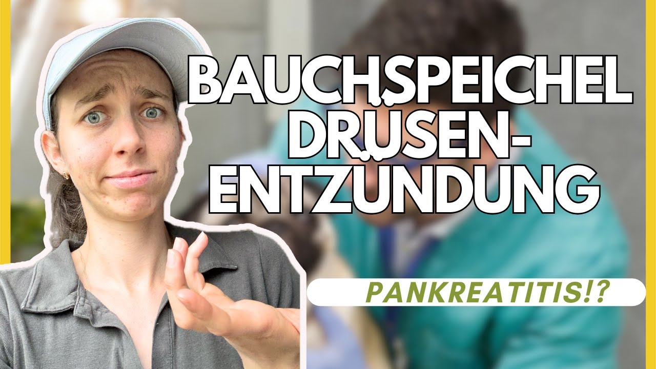 Gefährliche Bauchspeicheldrüsenentzündung beim Hund - Infos & persönliche Tipps!