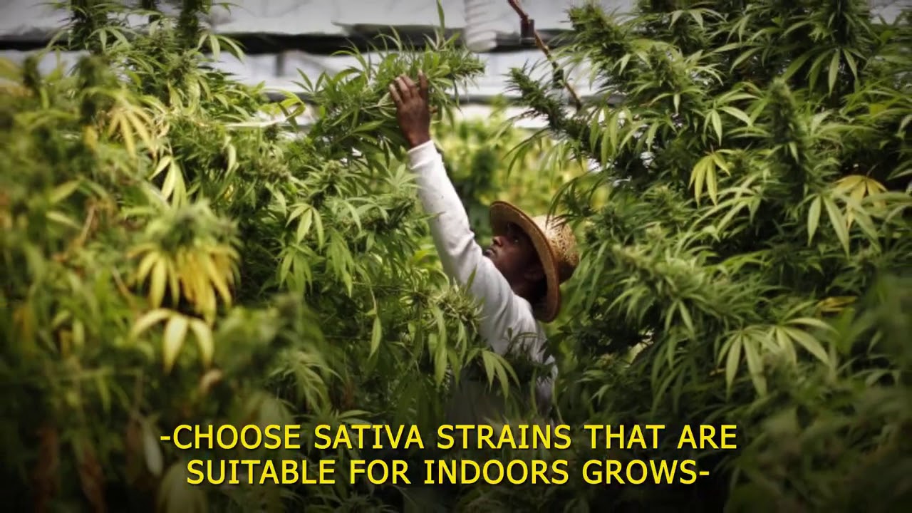 Cannabis Sativa Growing Tips - What Temperatures and Soils are Best?