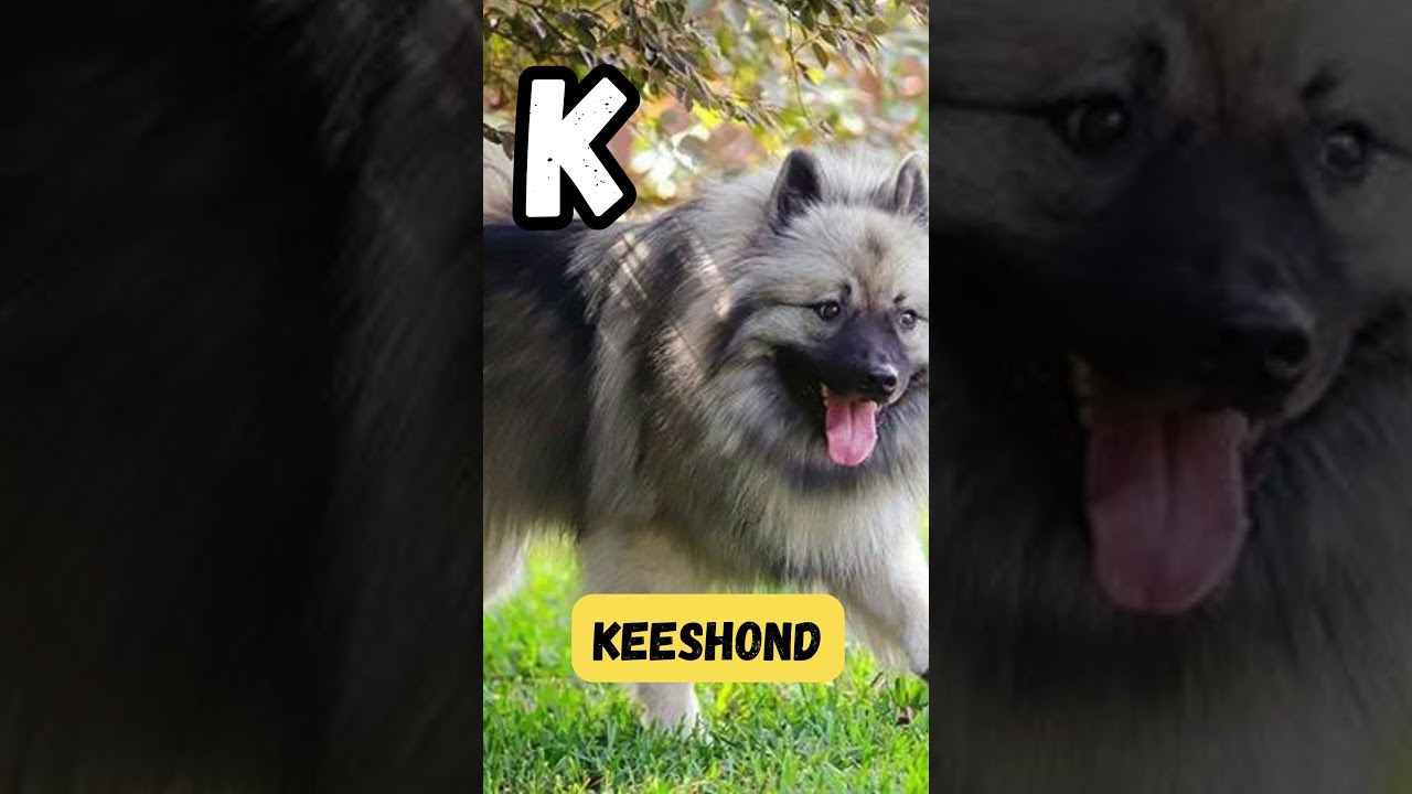 K9 Cadence ABCs | 'K' for Keeshond | Dog Names Series for Kids | #abcd #kids #shorts #viralvideo