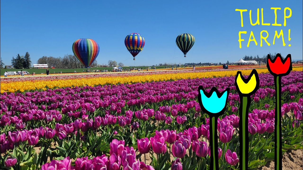 Inside Oregon's Wooden Shoe Tulip Farm (and the best time to visit!)