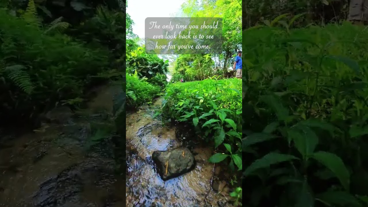 The Green Corridor #singaporenature #wildlifesingapore #singaporereservoir #singaporetour