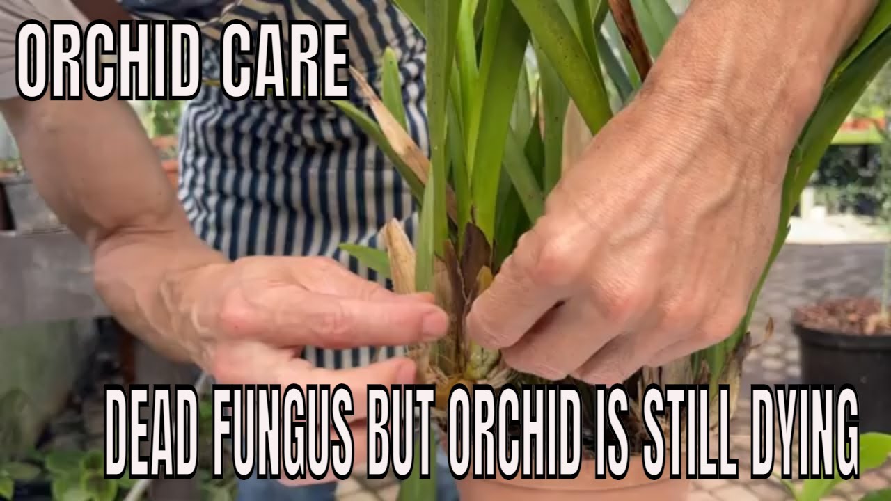 Post fungal Treatment , Hydrogen Peroxide, for Orchid Care.