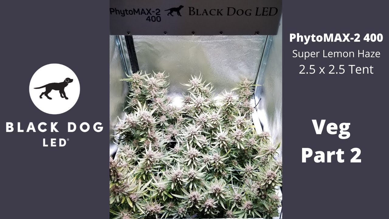 PhytoMAX-2 400 l Grow Along l Super Lemon Haze | 2.5x2.5 Tent l Veg 2
