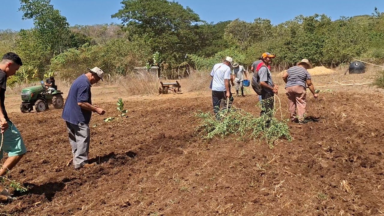 HORA DE SEMBRAR LA SEMILLA ZACATE CAIMÁN CON LOS VECINOS