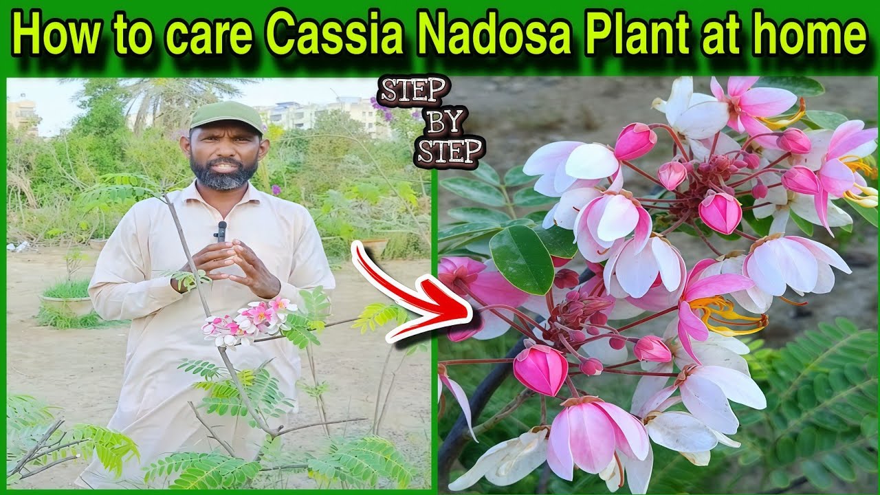 How to care Cassia Nadosa ( Cassia javanica ) Plant at home 🏡 informative video@WAGardner