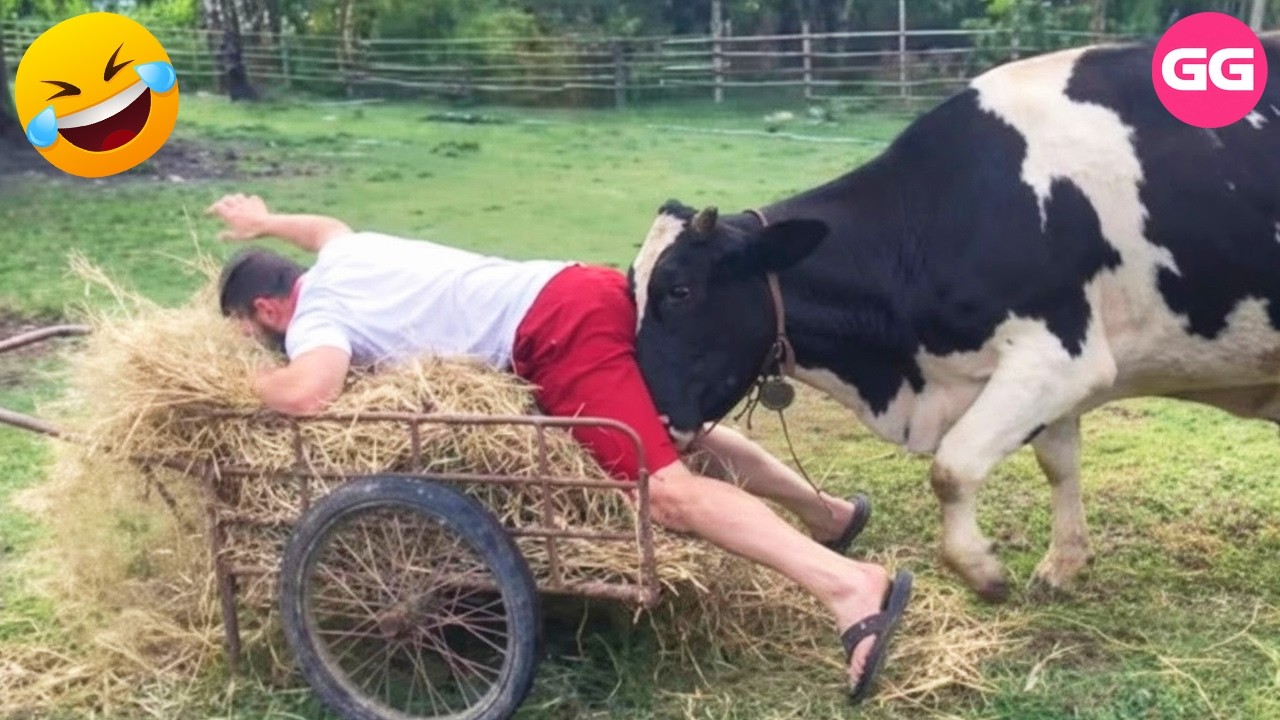 Try Not To Laugh 🤣 Top 100 Funniest Videos Ever 😂 | Funny Videos Compilation 2026 #1