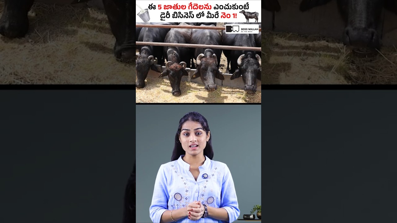 Top 5 Buffalo Breeds for High Milk Yield! 🐃 #shorts #sirishakandula