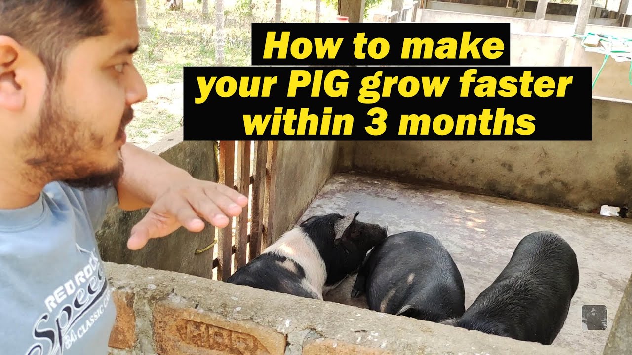 How to make your pig grow faster | 3 months