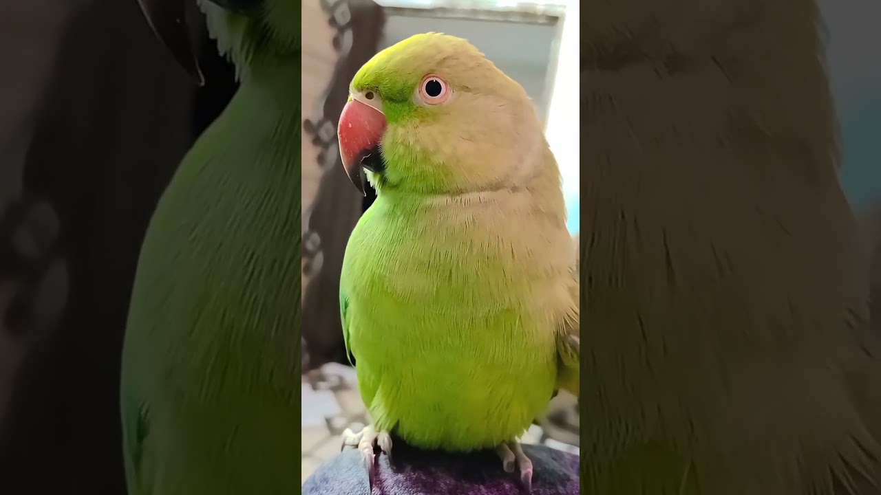 मम्मी पापा बोलने वाला मिट्ठू 🦜🦜ll parrot sound ll parrot talking ll parrot#parrot #talkingparrot 