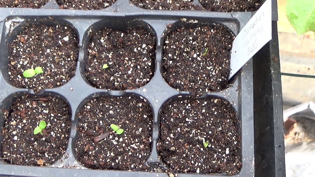 Starting Carnations From Seed For Mother's Day, How To Sow Carnation Seeds