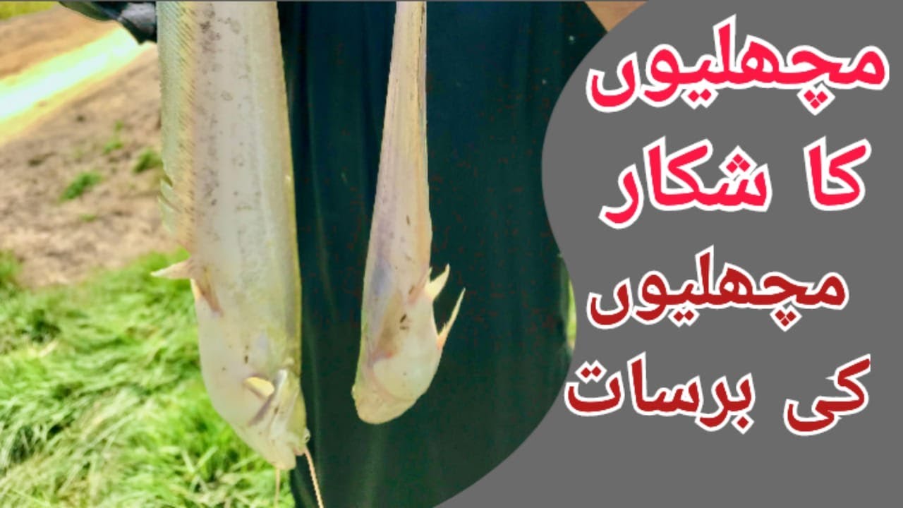 machaliyon ka shkar; مچھلیوں کا شکار;part 2 ;  Creative commons channel=Niaz ahmad 7575