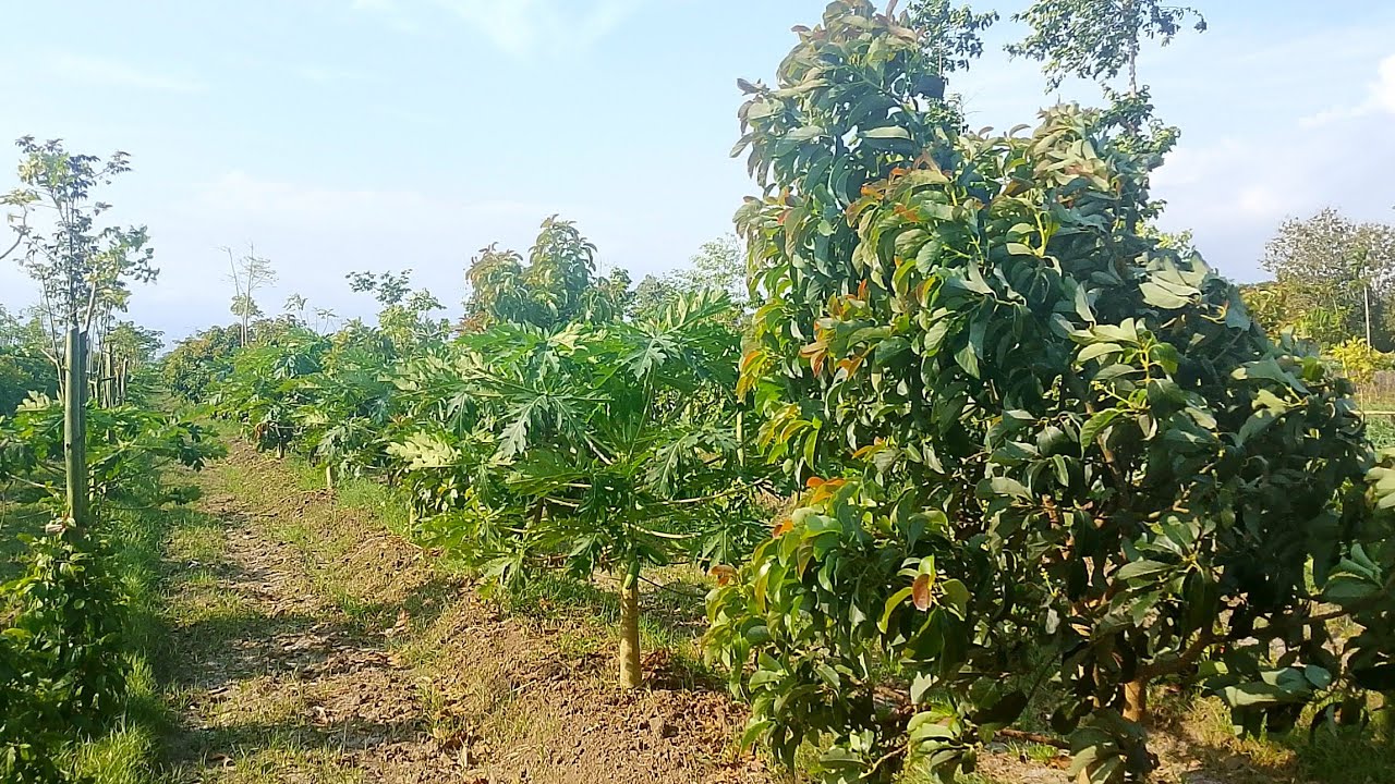 Kebun Alpukat Bunga Perdana Umur +- 2 Tahun #buah #alpukat #petani 