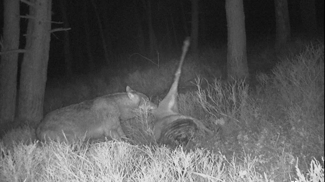 Volledige timelapse Wolf en aaseters bij wolvenprooi op de Veluwe