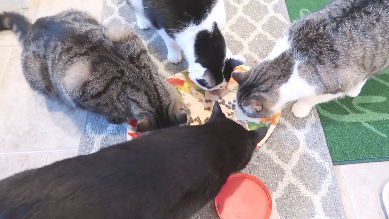 Boo Day 342 - All Four Cats Eat Together On The Same Platter