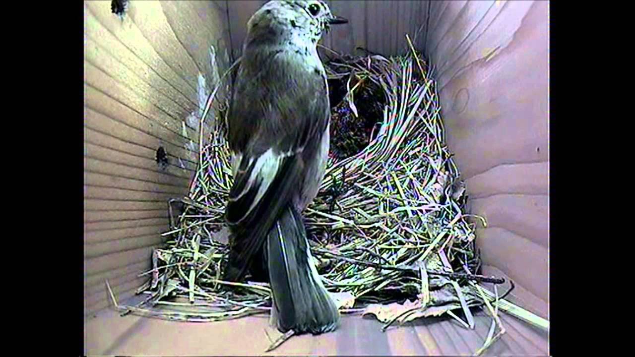 Svarthvit fluesnapper hekker i Gardenature Odd Box