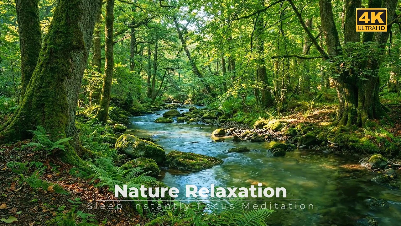 Pure Nature Relaxation 🍃 Calming Forest Beuatiful Stream Sounds Bird Chirping | 4K