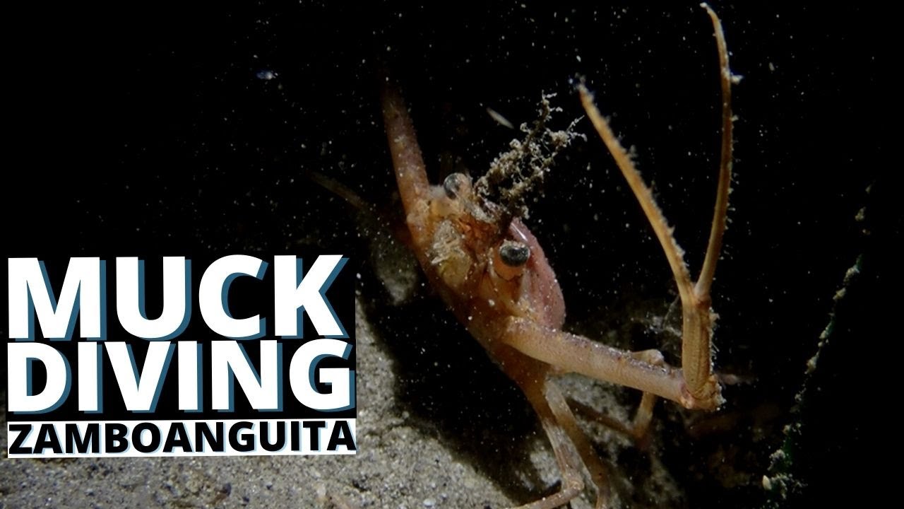 Muck Diving in Zamboanguita, Negros Oriental | Underwater Diving Finds