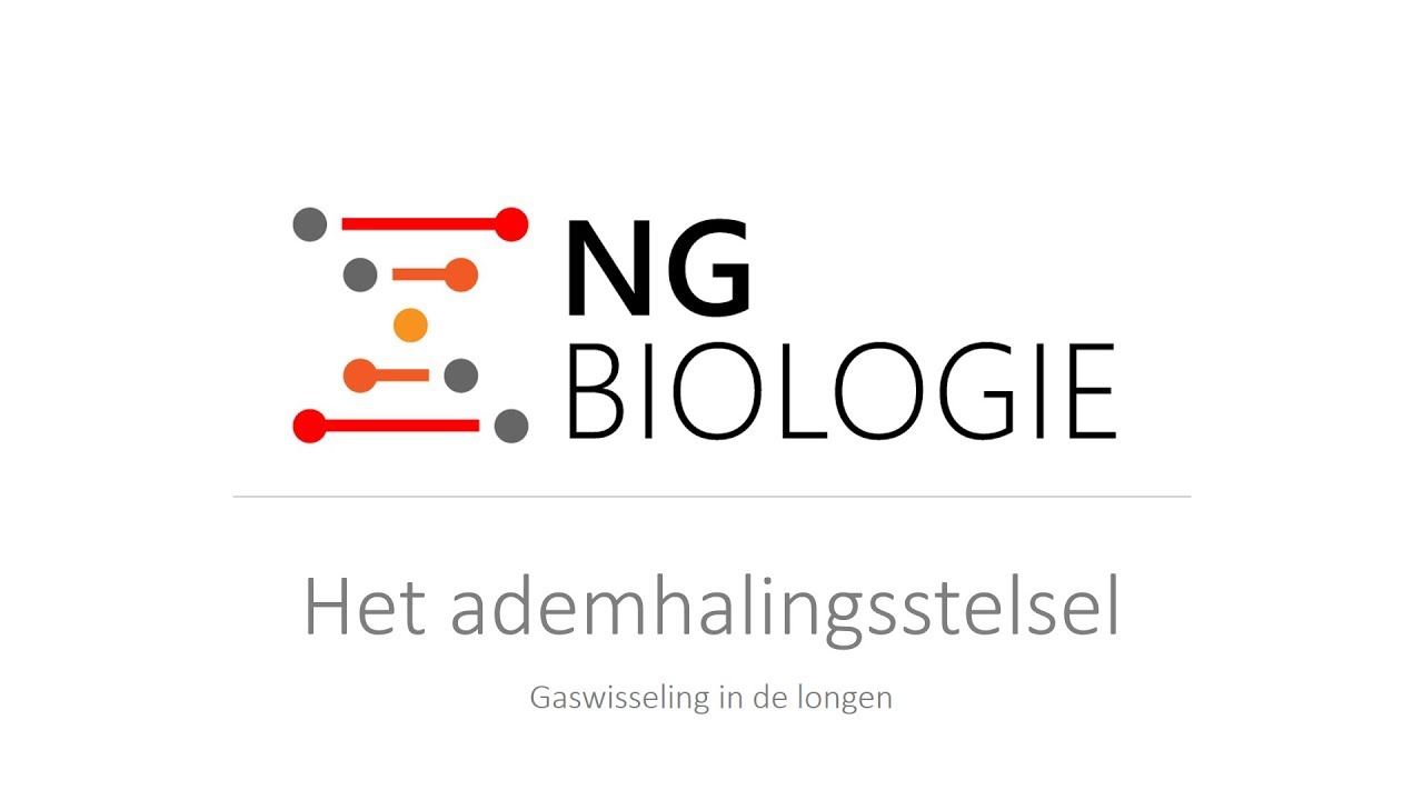 Het ademhalingsstelsel -gaswisseling in de longen - VWO
