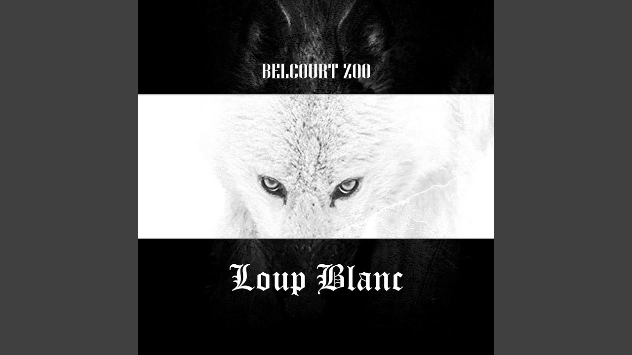 Loup blanc
