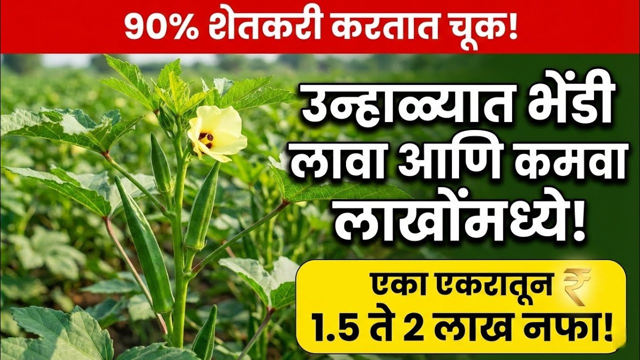 उन्हाळ्यात भेंडी लागवड कशी करावी? एका एकरातून 2 लाख नफा | कमी खर्चात जास्त नफा कसा मिळवावा? Bhendi