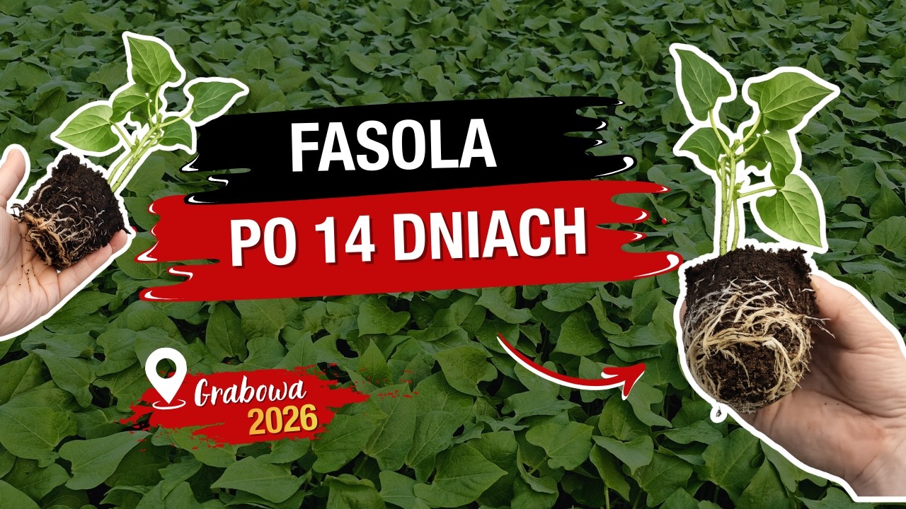 Fasola szparagowa po 2 tygodniach! 🌱 Mocny korzeń i szybki wzrost