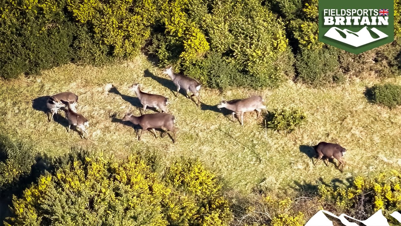 A Year in the Life of Sika, part 4 &ndash; a sika storm is brewing