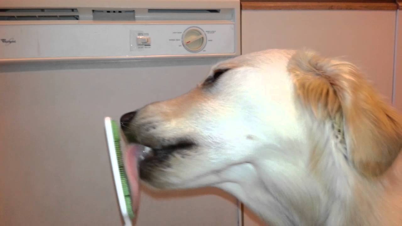 Orapup Dog Breath Brush - Trying Out For 1st Time - Golden Retriever Puppy Loves It! - ASMR