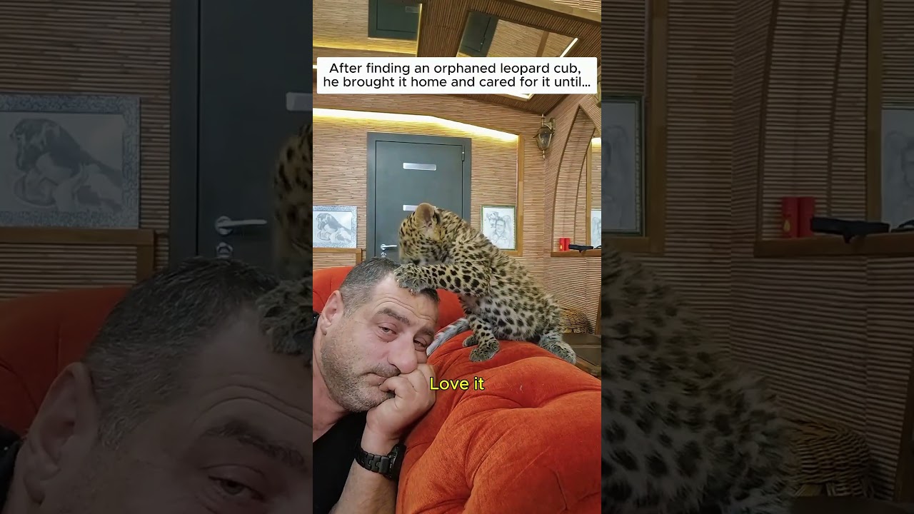 Adopted a lonely baby leopard cub #leopard #wildliferescue #rescue #animals #lovestory #cute