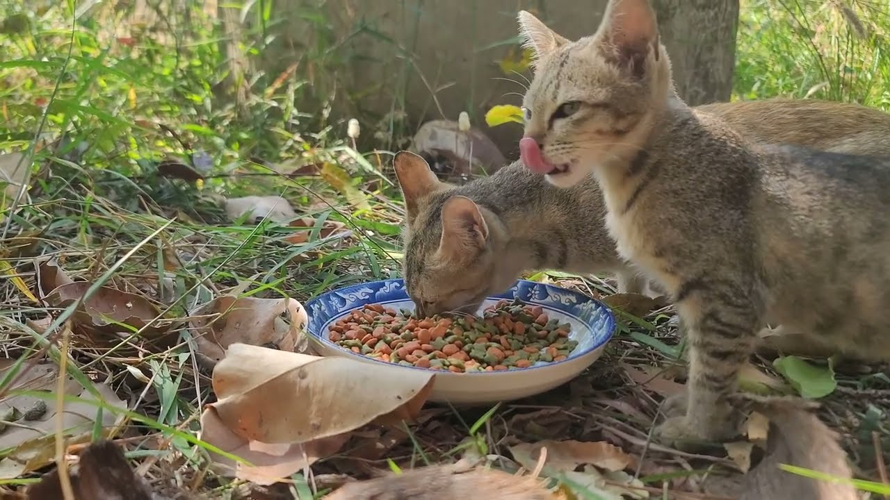 Peaceful Lunchtime in Nature | Feeding Stray Cats, Tiny Rabbits & Pets | Paw & Hoof Life