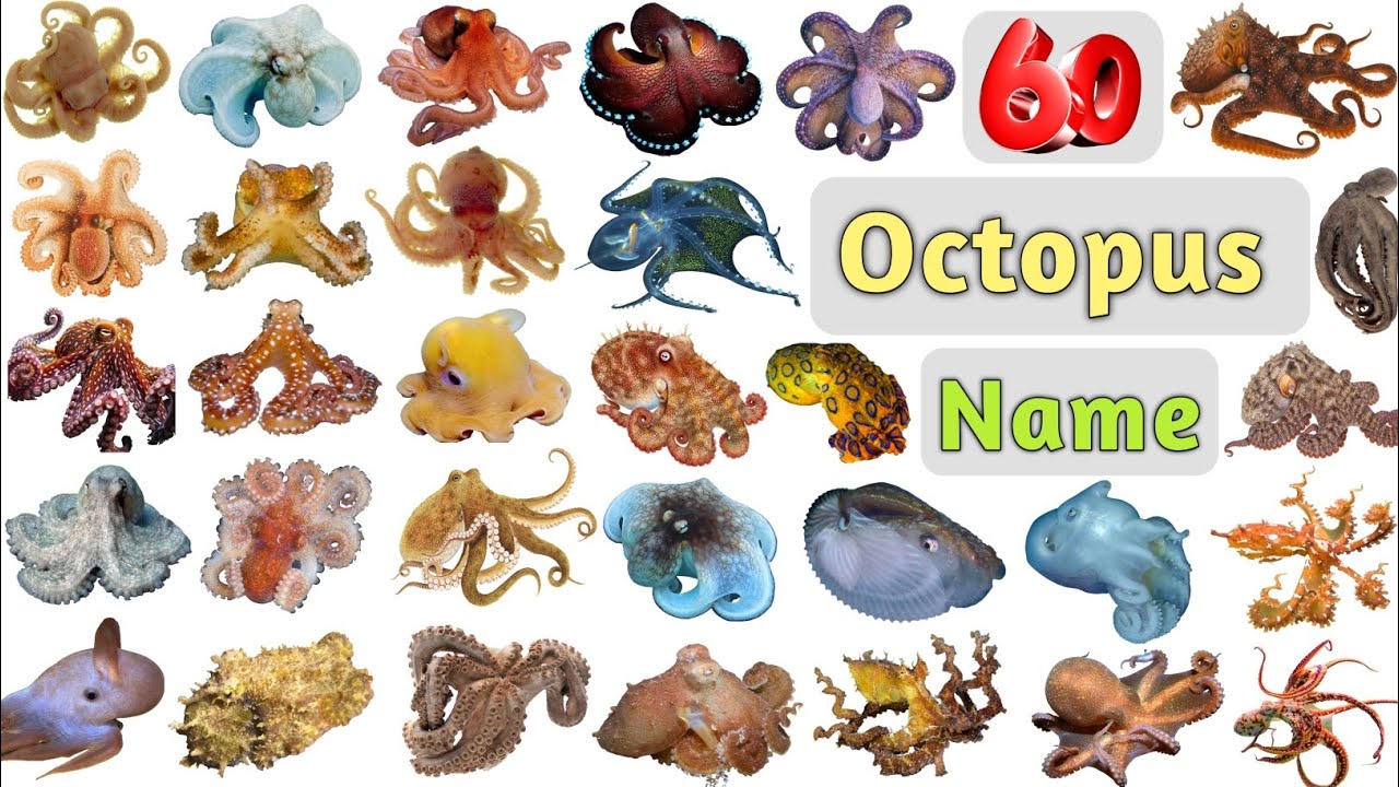 Octopus Vocabulary ll 60 Different Species of Octopus in English With Pictures ll Names of Octopus