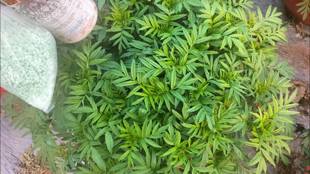 Tưới phân cho cây vạn thọ(27/11- sớm) #hoakiengbentre #garden #flowers #vantho #hoavantho #hoatet 