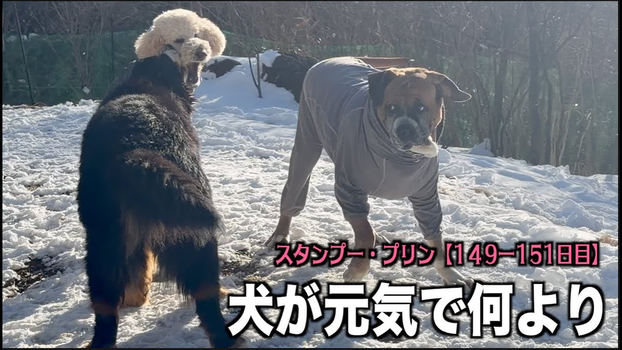 寒い方が犬の元気がいい！【プードル149 151日目】