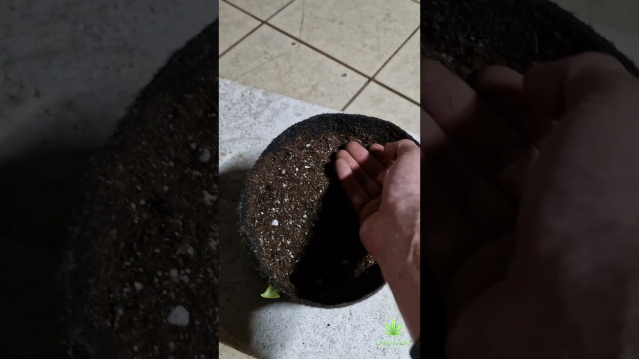 Montagem de Solo inerte para cultivo mineral de Canabis Sativa