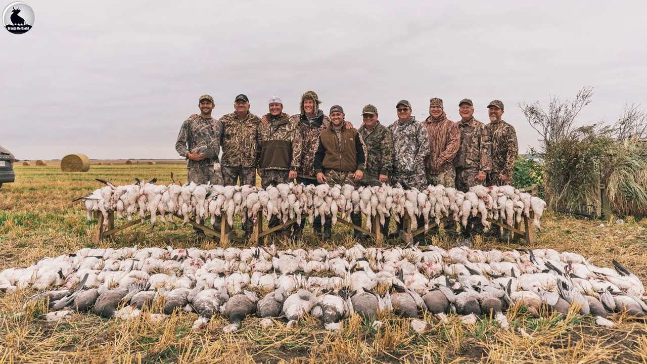 Cómo lidia Inglaterra con millones de aves silvestres invasoras