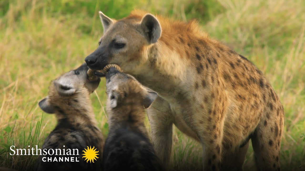 Why Play is the Great Equalizer in Spotted Hyena Society 🐺 Animals at Play | Smithsonian Channel