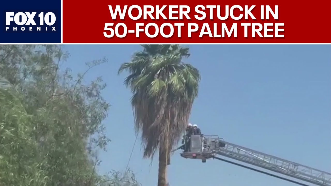 Neighbor describes rescue of palm tree trimmer | FOX 10 Phoenix
